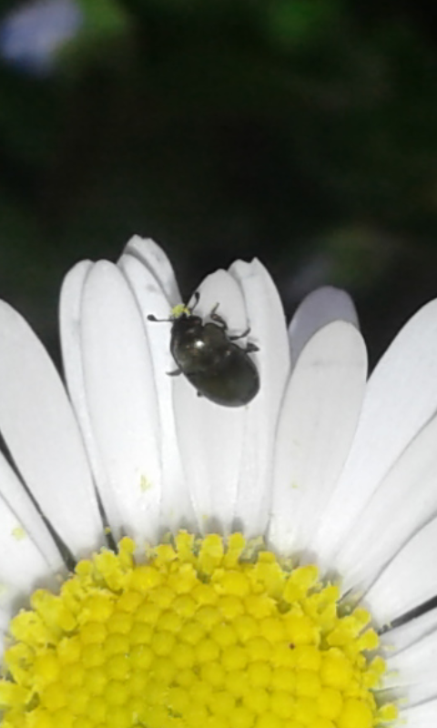 Nitidulidae  sp.